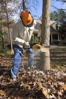 a person cutting a tree with chainsaw