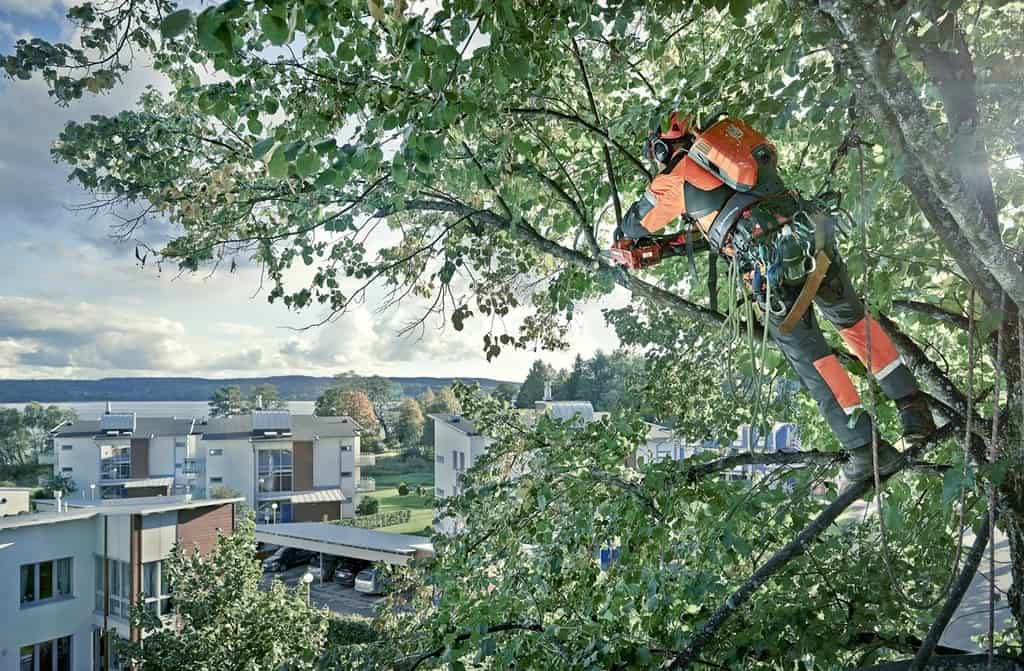 arborist working in trees with top handle chainsaw